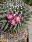 Preview: Mammillaria erythraea